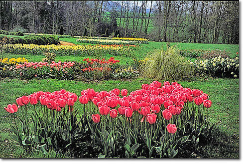 Tulip gardens