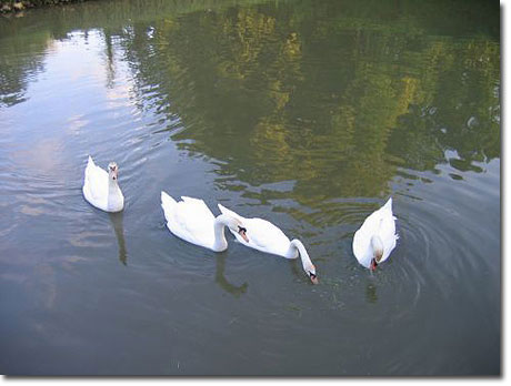 Swans at the chteau
