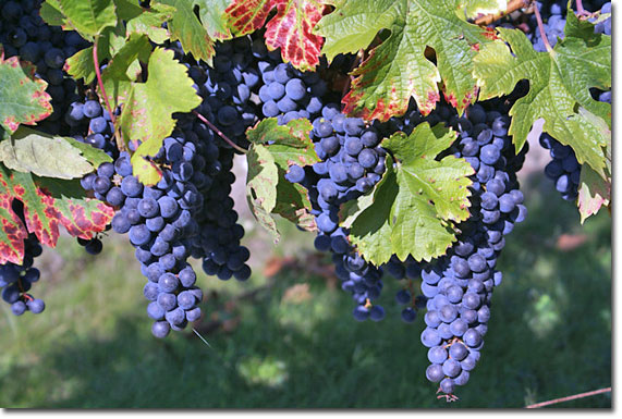 Bergerac Wine grapes